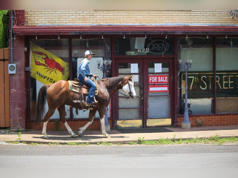 American Quarter Horse Wałach 9 lat 157 cm Overo wszelkich maści in Rusk TX
