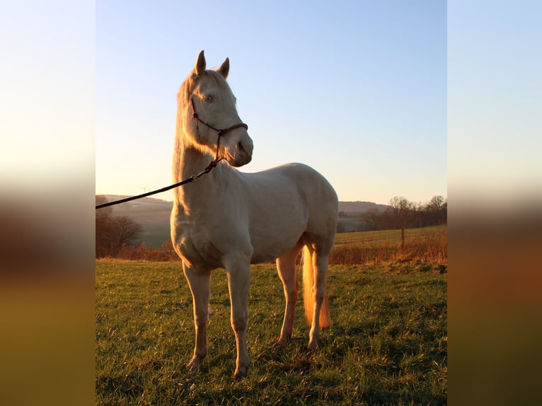 American Quarter Horse Wałach 9 lat 157 cm Perlino in Bad Karlshafen