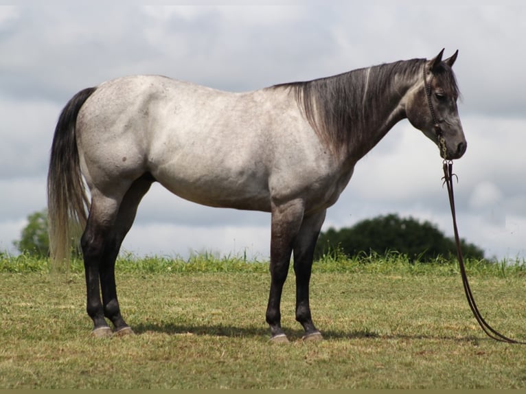 American Quarter Horse Wałach 9 lat 157 cm Siwa jabłkowita in Brodehead KY