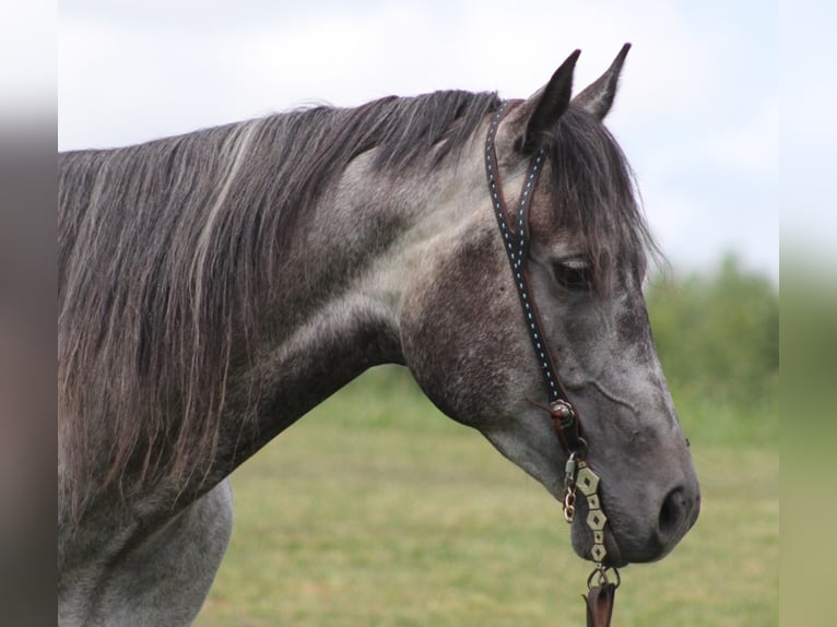 American Quarter Horse Wałach 9 lat 157 cm Siwa jabłkowita in Brodehead KY