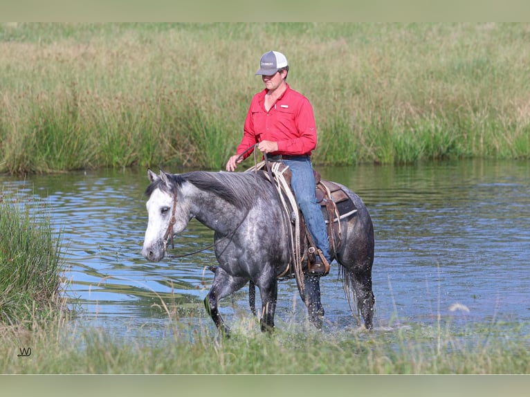 American Quarter Horse Wałach 9 lat 157 cm Siwa jabłkowita in Carthage TX