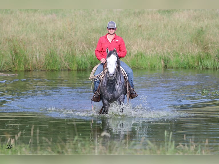 American Quarter Horse Wałach 9 lat 157 cm Siwa jabłkowita in Carthage TX