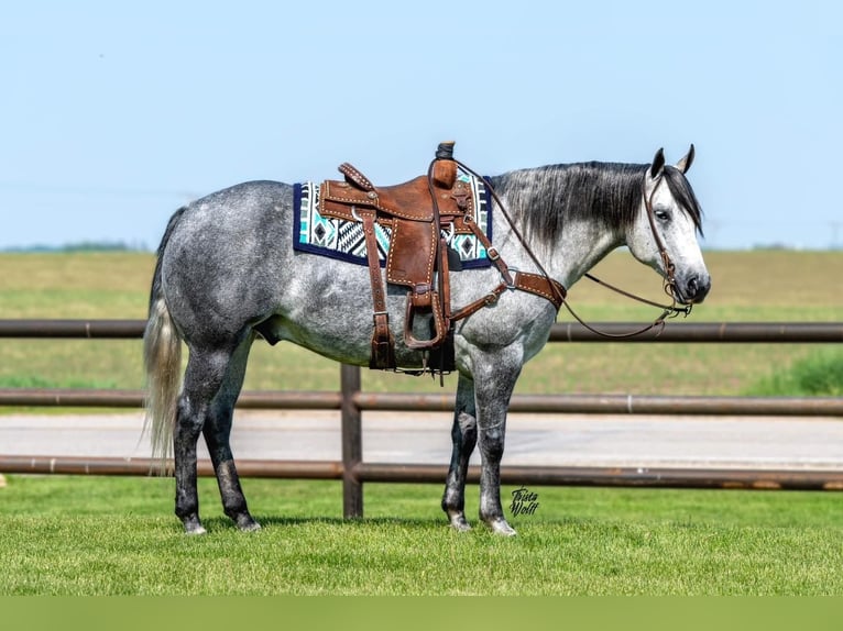 American Quarter Horse Wałach 9 lat 157 cm Siwa in Kalispell