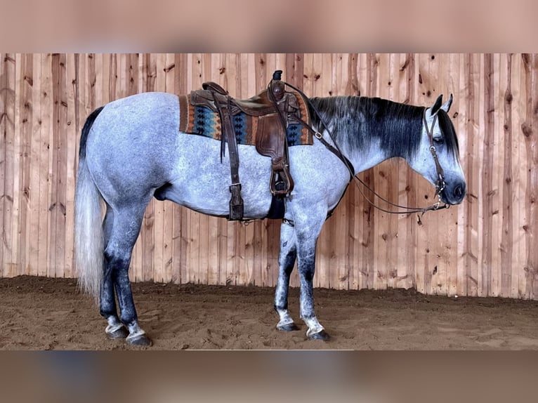 American Quarter Horse Wałach 9 lat 157 cm Siwa in Kalispell