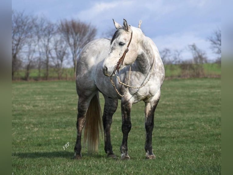 American Quarter Horse Wałach 9 lat 157 cm Siwa in Valley Springs, SD