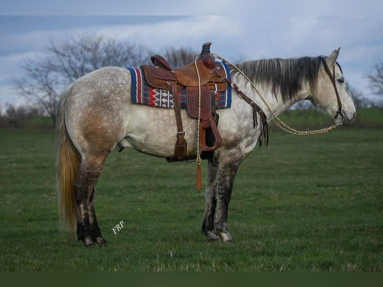 American Quarter Horse Wałach 9 lat 157 cm Siwa in Valley Springs, SD