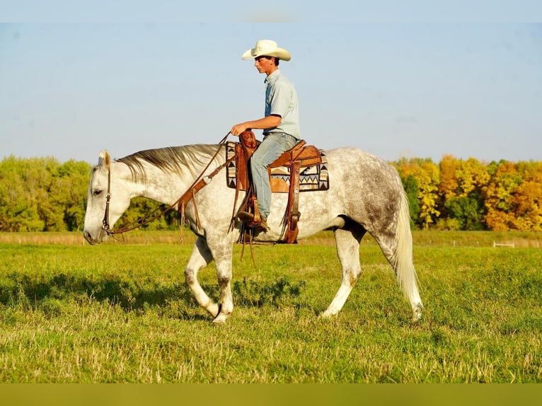 American Quarter Horse Wałach 9 lat 157 cm Siwa in Valley Springs