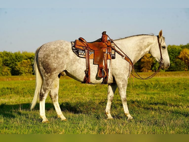 American Quarter Horse Wałach 9 lat 157 cm Siwa in Valley Springs