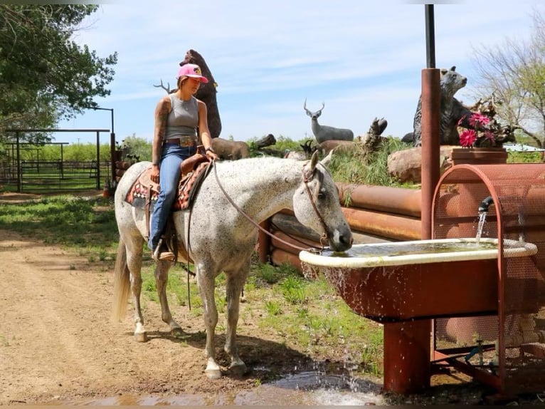 American Quarter Horse Wałach 9 lat 157 cm Siwa in Pleasant Grove CA