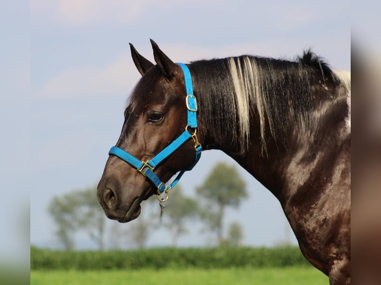 American Quarter Horse Mix Wałach 9 lat 157 cm Srokata in Rebersburg, PA