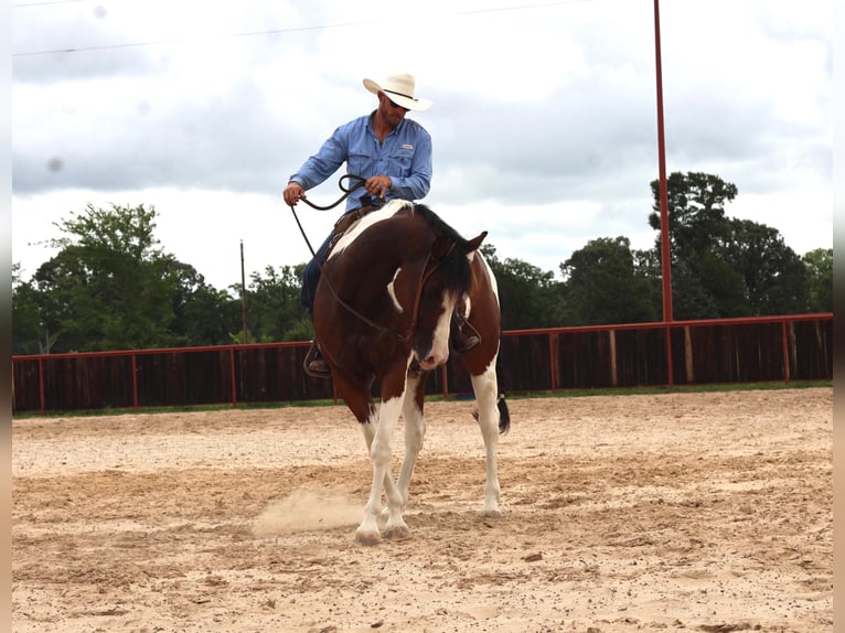 American Quarter Horse Wałach 9 lat 157 cm Tobiano wszelkich maści in Grand Saline TX