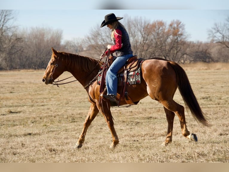 American Quarter Horse Wałach 9 lat 160 cm Cisawa in Valley Springs, SD