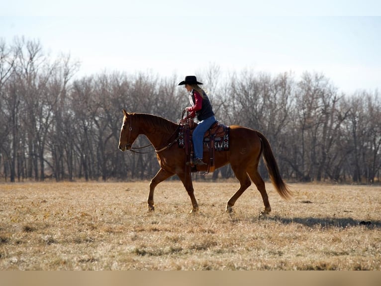 American Quarter Horse Wałach 9 lat 160 cm Cisawa in Valley Springs, SD