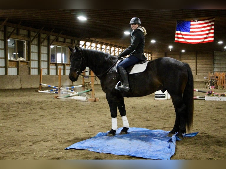 American Quarter Horse Wałach 9 lat 160 cm Gniada in Highland MI