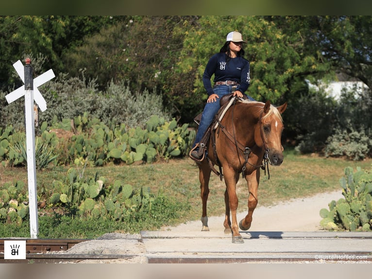 American Quarter Horse Wałach 9 lat 160 cm Izabelowata in Weatherford TX