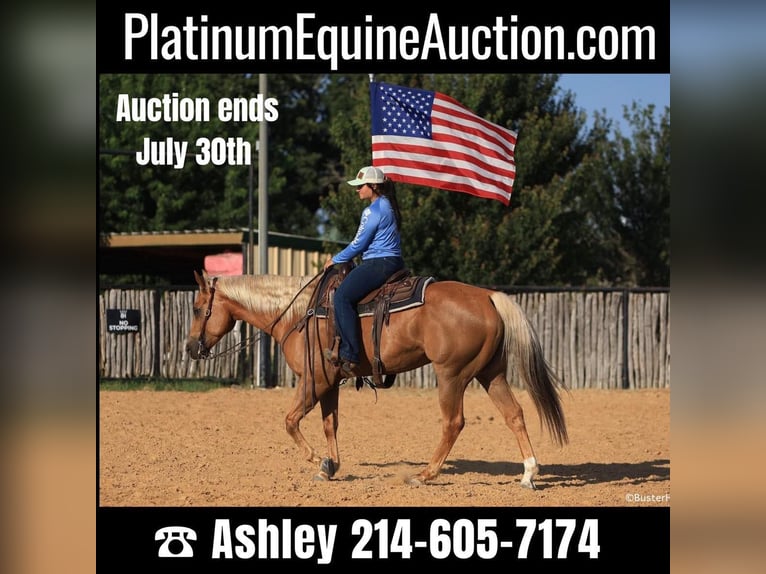 American Quarter Horse Wałach 9 lat 160 cm Izabelowata in Weatherford TX