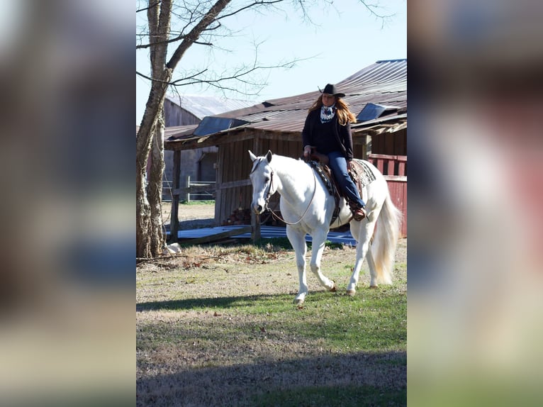 American Quarter Horse Wałach 9 lat 160 cm Siwa in MT Hope AL