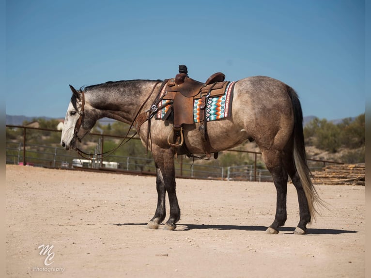 American Quarter Horse Wałach 9 lat 160 cm Siwa in Wendall ID