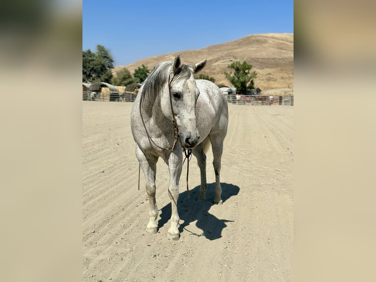 American Quarter Horse Wałach 9 lat 160 cm Siwa in BITTERWATER, CA