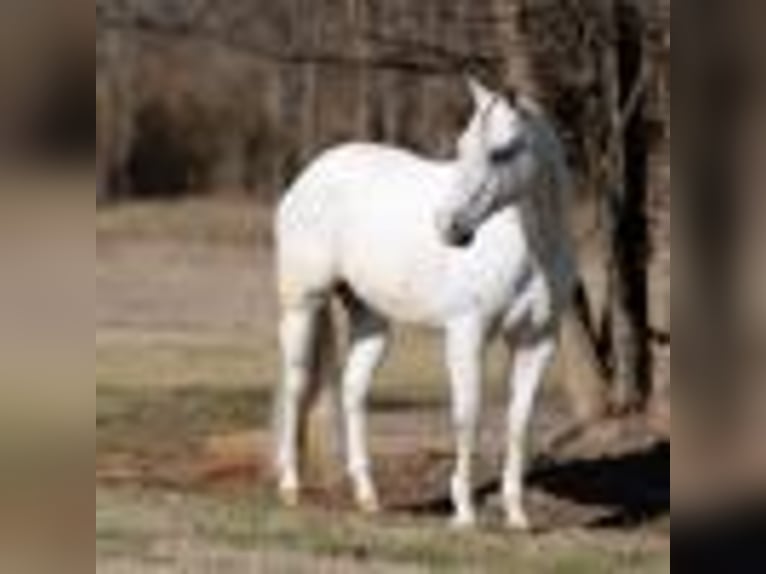 American Quarter Horse Wałach 9 lat 160 cm Siwa in Mt Hope AL