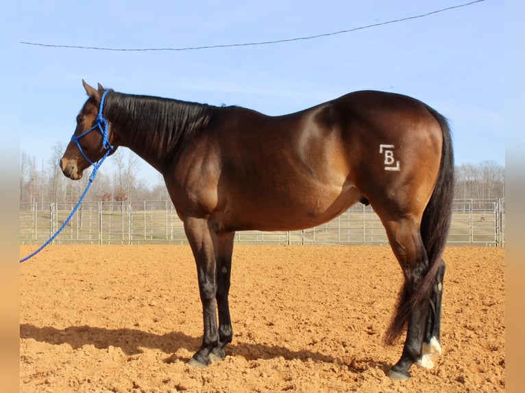 American Quarter Horse Wałach 9 lat 163 cm Gniada in Selmer