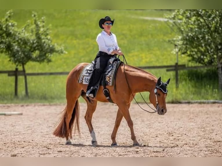 American Quarter Horse Wałach 9 lat 163 cm Kasztanowata in Burgebrach