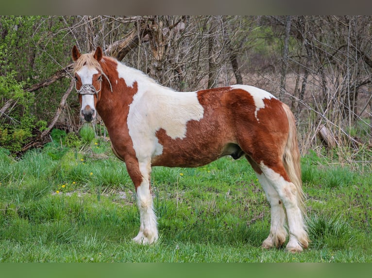 American Quarter Horse Wałach 9 lat 165 cm Ciemnokasztanowata in Flemingsburg, ky