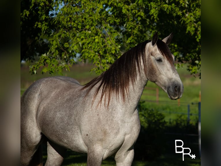 American Quarter Horse Wałach 9 lat 168 cm Siwa jabłkowita in Mountain grove mo