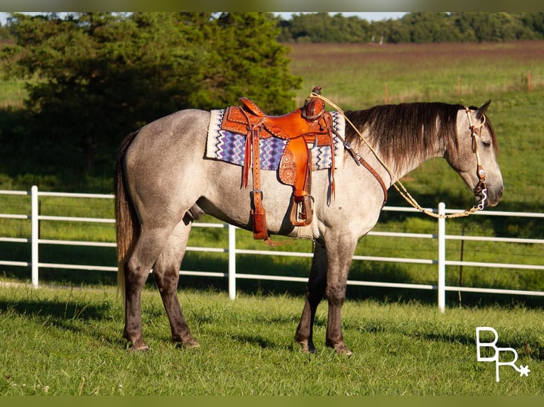 American Quarter Horse Wałach 9 lat 168 cm Siwa jabłkowita in Mountain grove mo