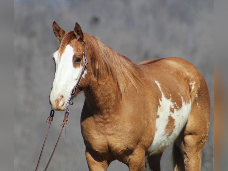 American Quarter Horse Wałach 9 lat Bułana in Brodhead, KY