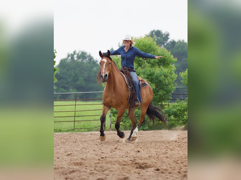 American Quarter Horse Wałach 9 lat Bułana in Huntsville TX