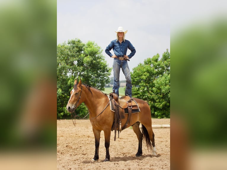 American Quarter Horse Wałach 9 lat Bułana in Huntsville TX