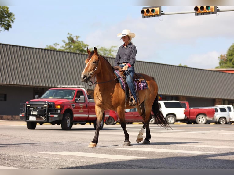 American Quarter Horse Wałach 9 lat Bułana in Huntsville TX