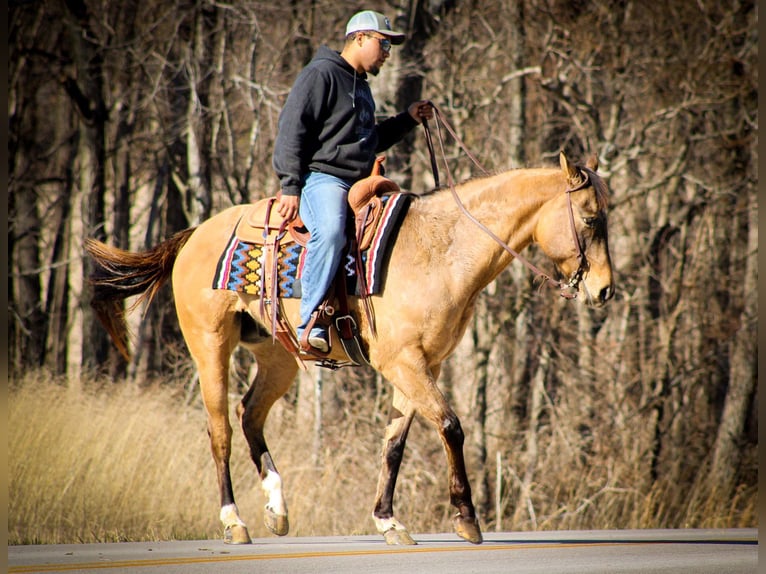 American Quarter Horse Wałach 9 lat Bułana in Sonora KY