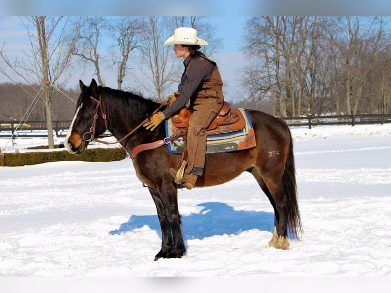 American Quarter Horse Wałach 9 lat Ciemnogniada in Highland, MI