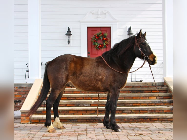 American Quarter Horse Wałach 9 lat Ciemnogniada in Highland, MI