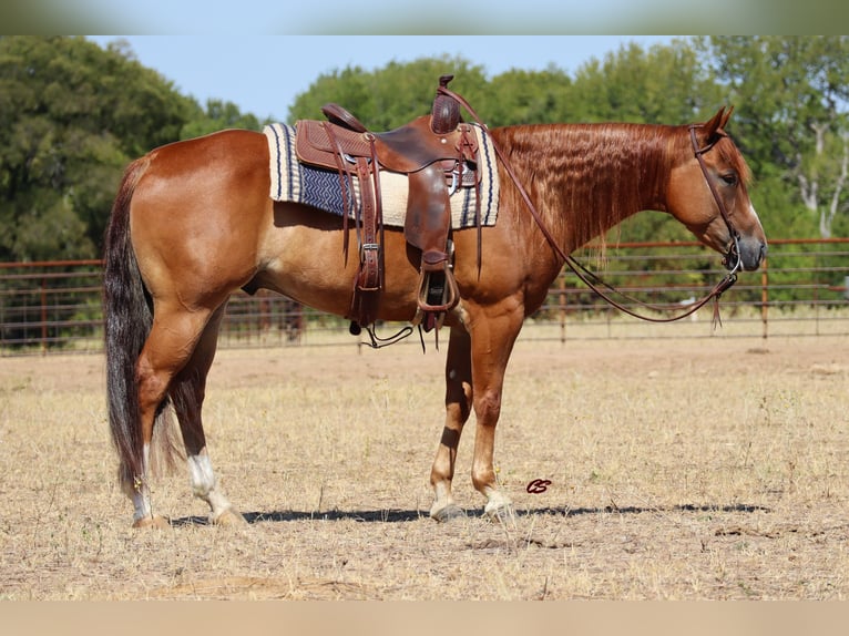 American Quarter Horse Wałach 9 lat Ciemnokasztanowata in Graham TX