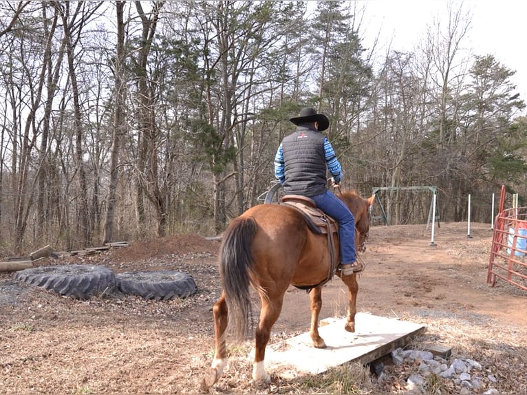 American Quarter Horse Wałach 9 lat Cisawa in Needmore, PA