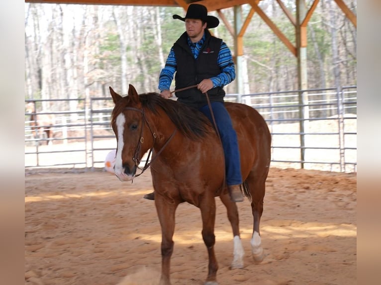 American Quarter Horse Wałach 9 lat Cisawa in Needmore, PA