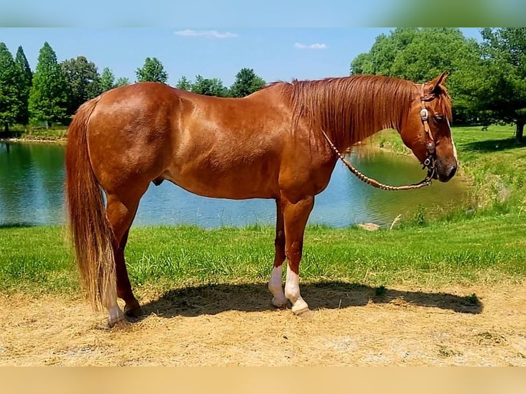 American Quarter Horse Wałach 9 lat Cisawa in Robards, KY