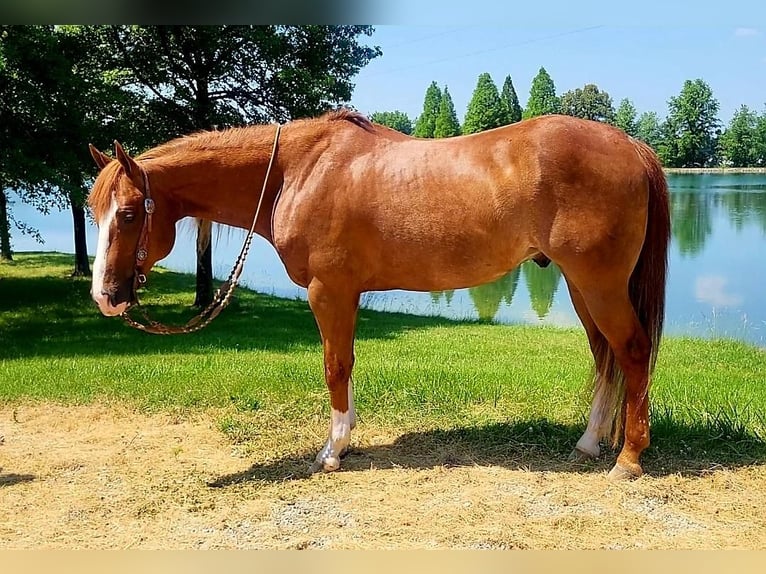 American Quarter Horse Wałach 9 lat Cisawa in Robards, KY