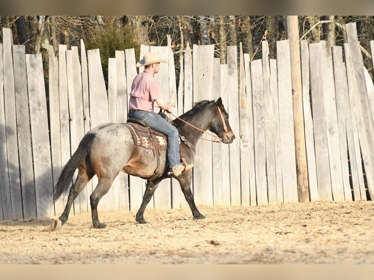 American Quarter Horse Wałach 9 lat Gniadodereszowata in Buffalo, MO
