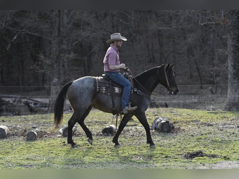 American Quarter Horse Wałach 9 lat Gniadodereszowata in Buffalo, MO