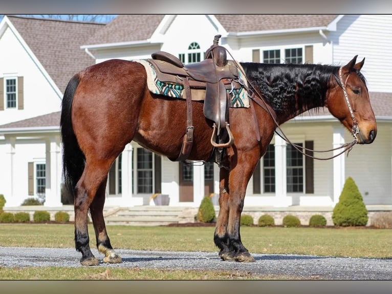 American Quarter Horse Wałach 9 lat Gniadodereszowata in Clarion, PA