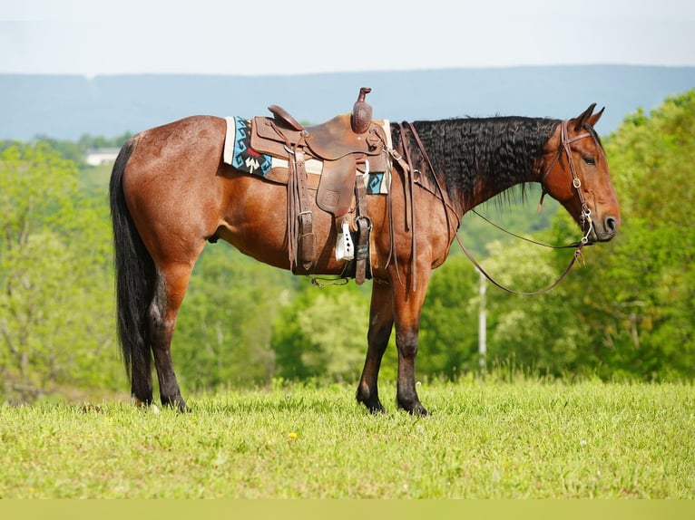 American Quarter Horse Wałach 9 lat Gniadodereszowata in Needmore, PA