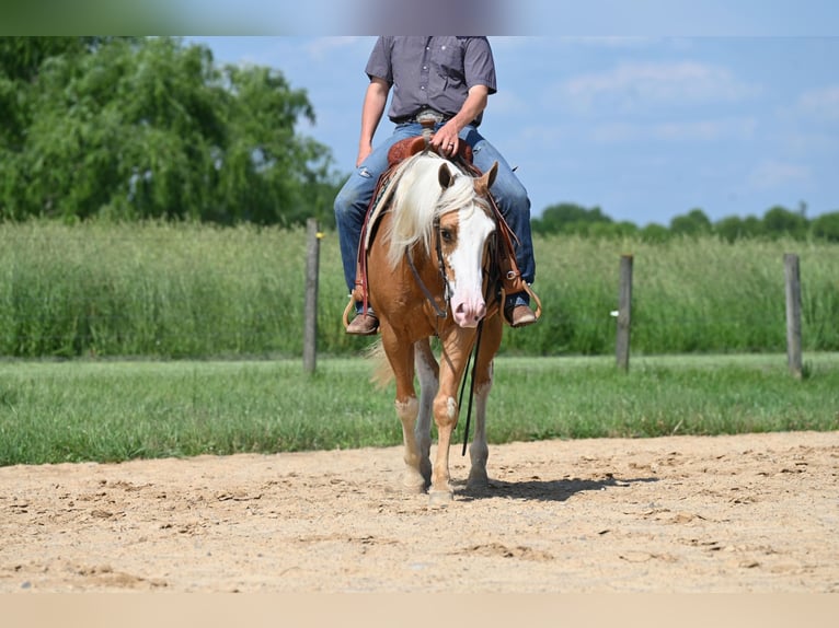 American Quarter Horse Wałach 9 lat Izabelowata in Jackson OH