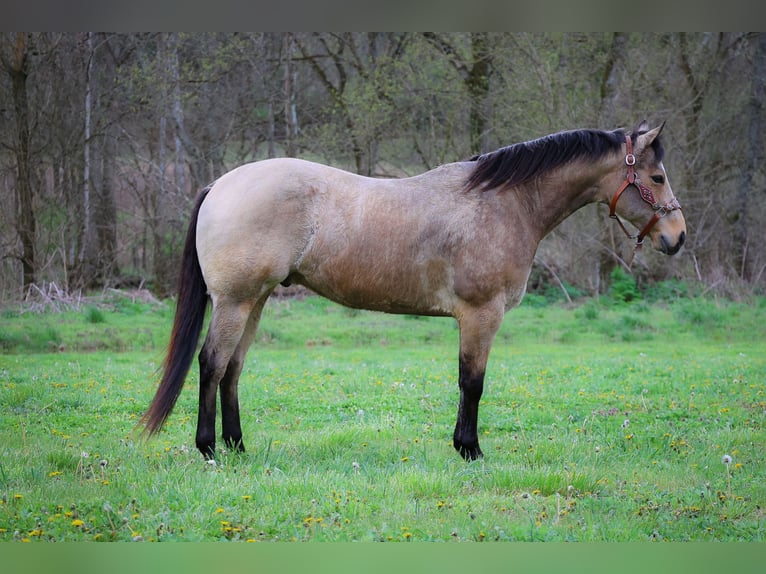 American Quarter Horse Wałach 9 lat Jelenia in Flemingsburg KY