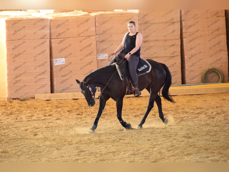 American Quarter Horse Wałach 9 lat Kara in Jandelsbrunn