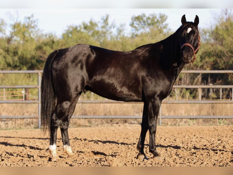 American Quarter Horse Wałach 9 lat Kara in Breckenridge TX