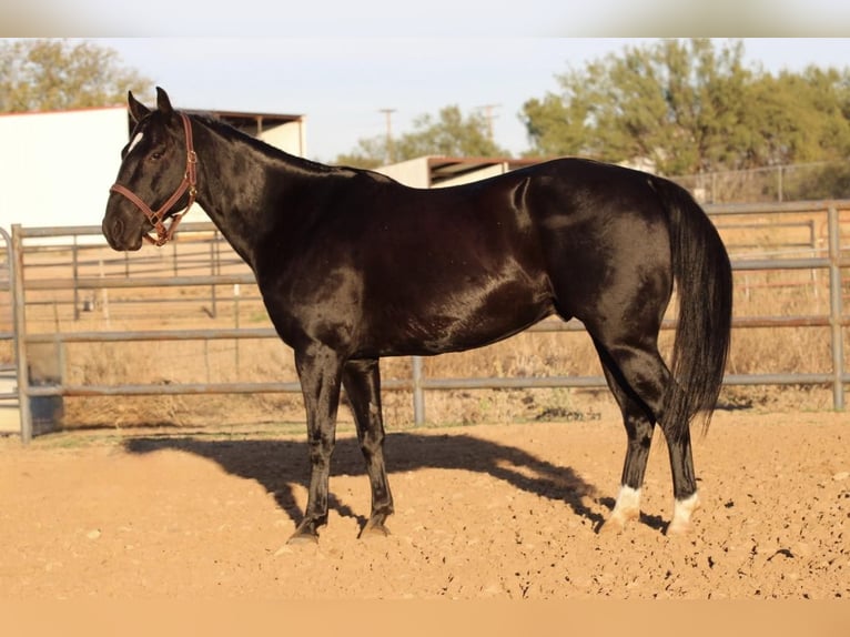 American Quarter Horse Wałach 9 lat Kara in Breckenridge TX